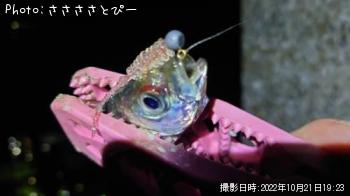 �����Х�������