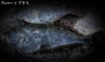 ¥Ò¥é¥á