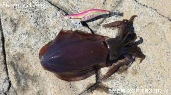 ¥¢¥ª¥ê¥¤¥«