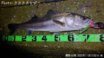 �����Х�������