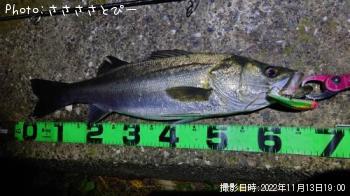 �����Х�������