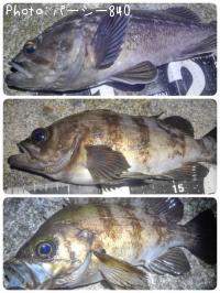 ��Х����������