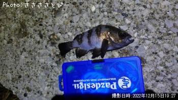 メバル&アジ