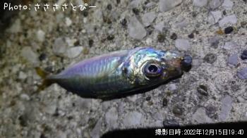 メバル&アジ