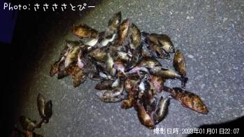 ¥á¥Ð¥ë¡õ¥«¥µ¥´¡õ¥¢¥¸