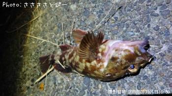 ¥á¥Ð¥ë¡õ¥«¥µ¥´¡õ¥¢¥¸