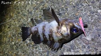 ¥á¥Ð¥ë¡õ¥«¥µ¥´¡õ¥¢¥¸