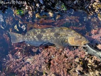 �����ʥ�