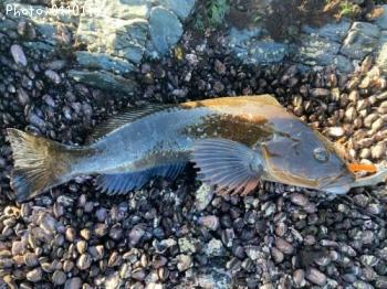 �����ʥ�