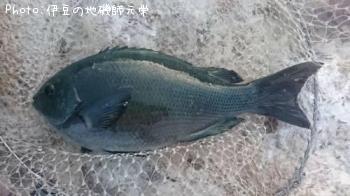 �����᥸��