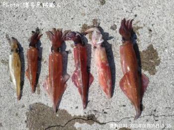 ��ꥤ�������󥵥�����