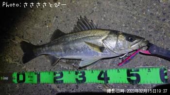 �����Х�