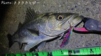 �����Х�