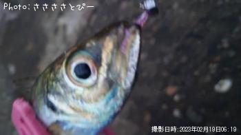 ¥¢¥¸