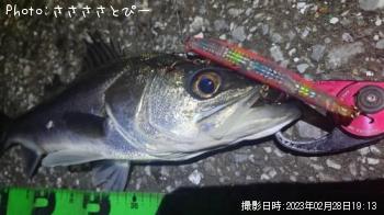 �����Х�