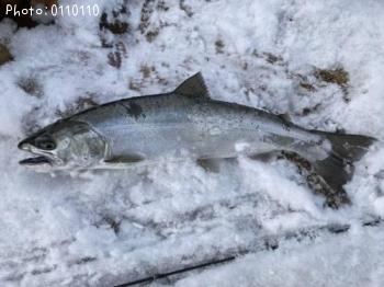 ¥µ¥¯¥é¥Þ¥¹