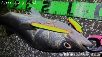 �����Х�����������