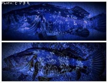 �����Υ���Х�