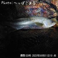 �����Х�