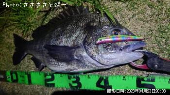 ¥¯¥í¥À¥¤