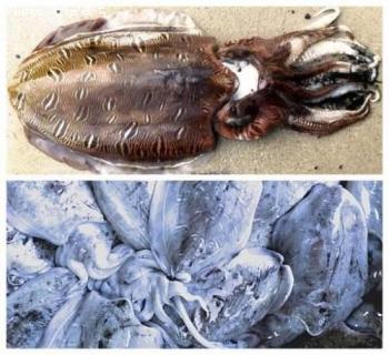 ¥â¥ó¥´¥¦¥¤¥«