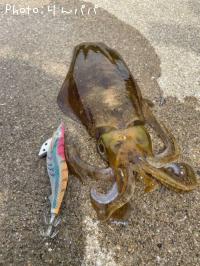 �����ꥤ��