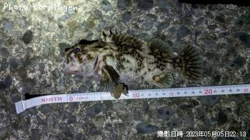 ���������饽��