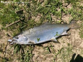 ¥µ¥¯¥é¥Þ¥¹