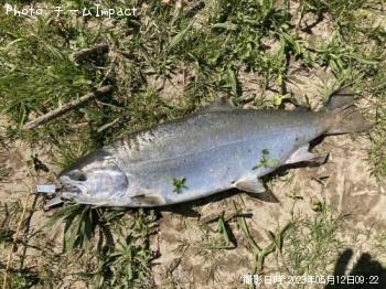 ¥µ¥¯¥é¥Þ¥¹