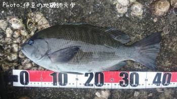 ¸ýÂÀ¥á¥¸¥Ê