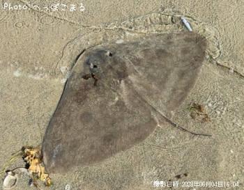 �ĥХ�������