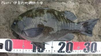 �����᥸��