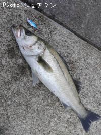 �����Х�