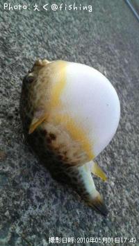 ÃÕ°¾¡Ü¥¤¥«¡Ü¥Õ¥°