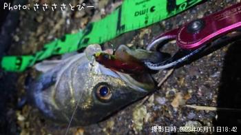 シーバス
