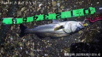 シーバス