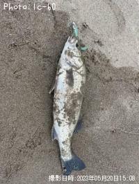 �����Х�