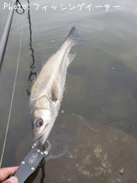 �����Х�