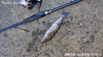 �����ʥ�