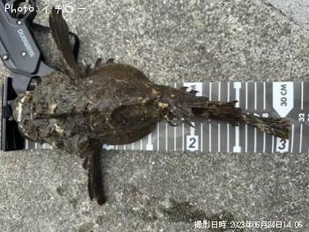 ���˥�����