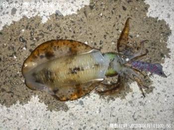 �����ꥤ��