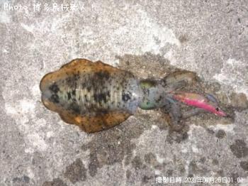 �����ꥤ��