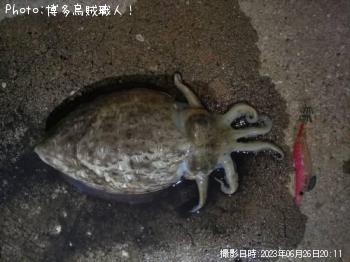 ���ߥʥꥤ��