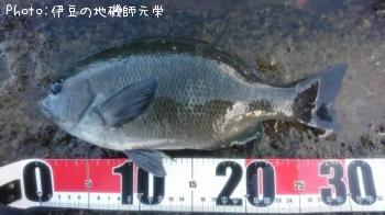 ¸ýÂÀ¥á¥¸¥Ê