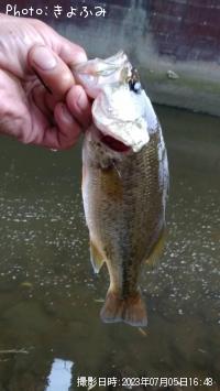 ¥Ö¥é¥Ã¥¯¥Ð¥¹