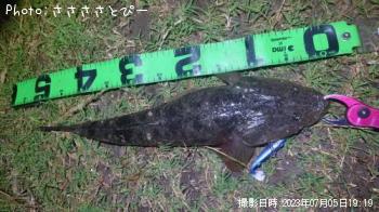 �ޥ��������ʤ����勵�ꥬ��