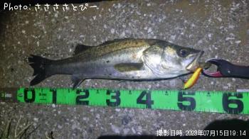 �����Х�