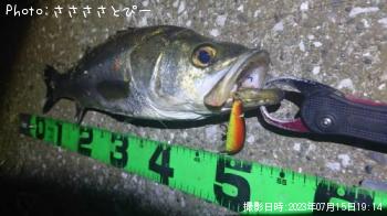 �����Х�