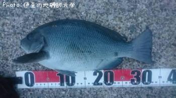 �����᥸��