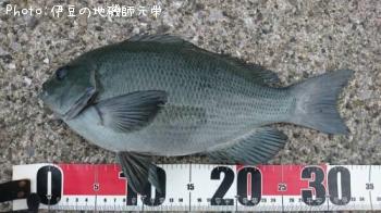 �����᥸��